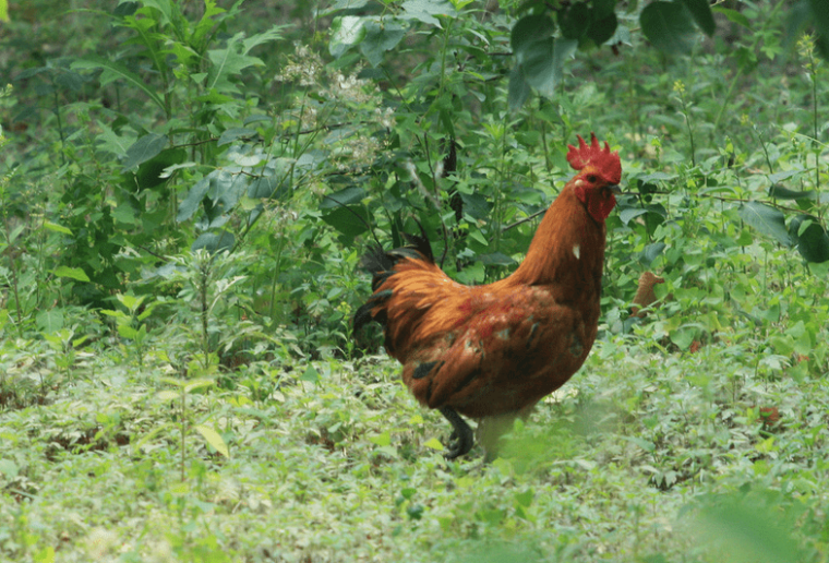 饲养草鸡成本与利润