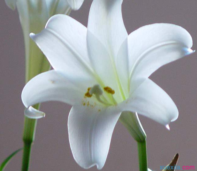 麝香百合种植与管理方法