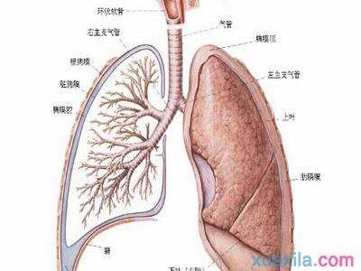 衣原体肺炎的治疗方法