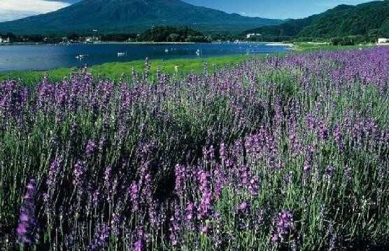 广州秋季旅游景点推荐