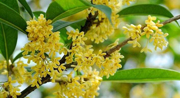 教师节送什么鲜花好，教师节送给老师的花