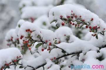 写景作文，第一场雪作文