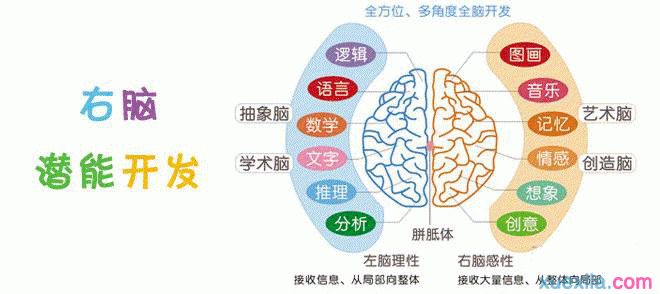 开发大脑的几种方法，大脑生理学知识