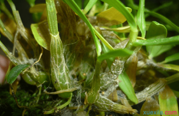 种植石斛的方法