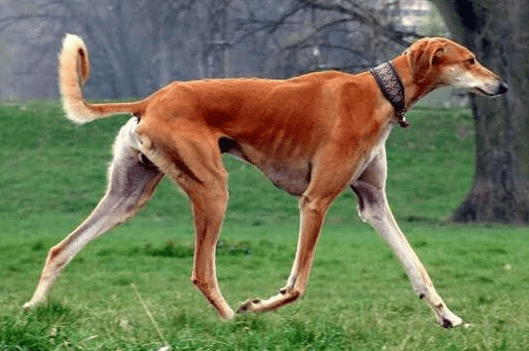 名贵狗品种大全图及价格 世界十大最名贵狗排