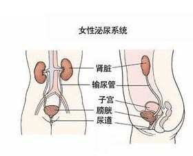 女性什么原因导致尿路感染