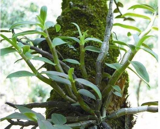 田间怎么种植铁皮石斛