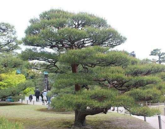 松树怎么种植_松树的种植技巧