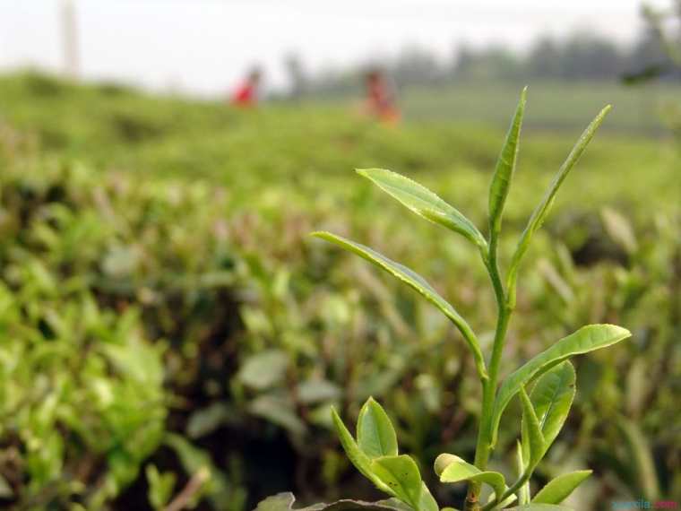 茶树种植技术