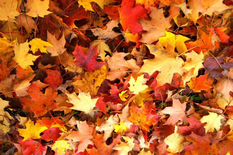 秋天景色的优美句子 有关秋景的经典唯美句子