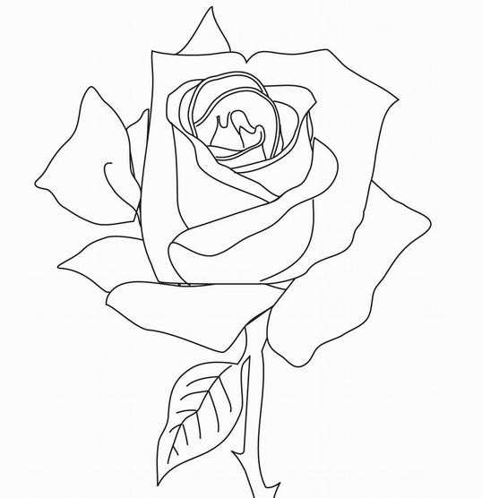 手绘玫瑰花简笔画图片,简笔画玫瑰花的画法