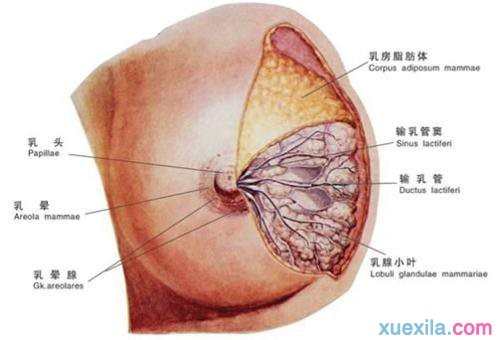 乳腺囊肿有哪些治疗方法