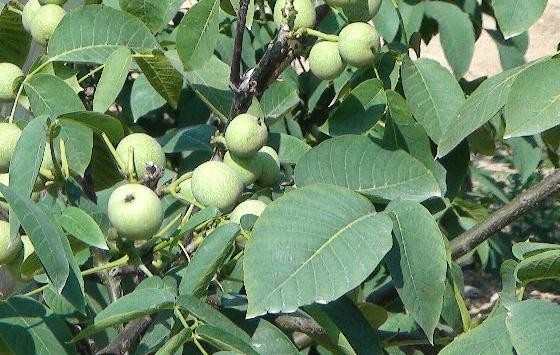 怎么种核桃树_核桃树的种植方法