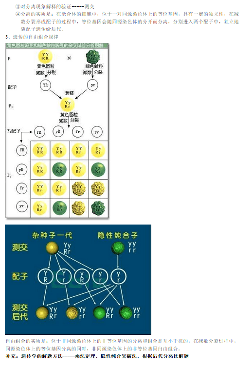 高中生物必修二考点解析