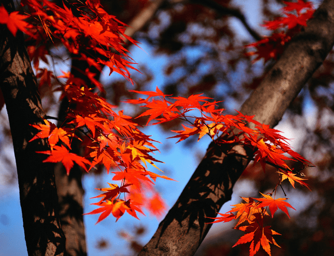 描写秋天的经典语录,形容秋天优美风景的语句
