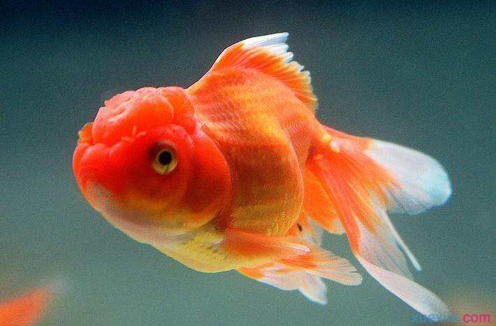 金鱼为什么不会眨眼 金鱼不会眨眼的原因