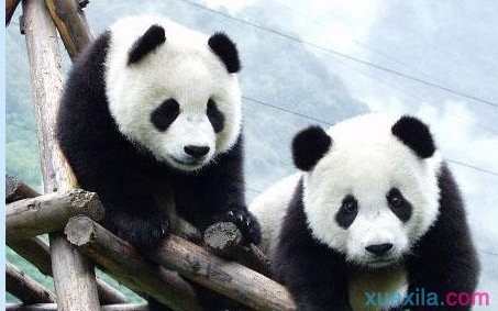 描写熊猫的作文_有关大熊猫的作文5篇