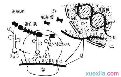 高中生物必修2基因对性状的控制练习试卷