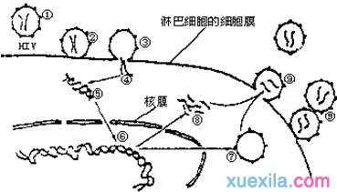 高中生物必修2基因对性状的控制练习试卷