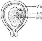 八年级上册生物人的生殖练习卷