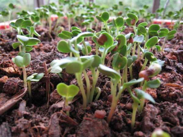 冬季可以种植什么蔬菜 适合冬季种植的蔬菜