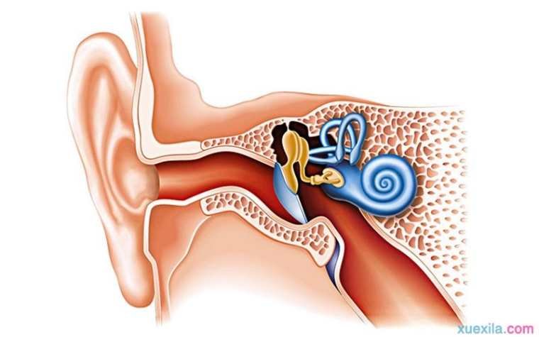 为什么会耳鸣_引起耳鸣的原因
