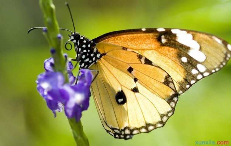 怎么养蝴蝶 蝴蝶的生活习性
