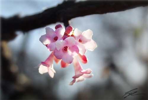 花卉摄影的技巧大全