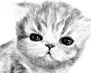 儿童画画猫咪头图片