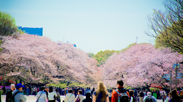 日本樱花什么时候开_日本樱花什么时候开花