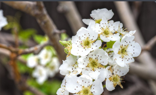 梨的花什么时候开_梨的花什么时候开花