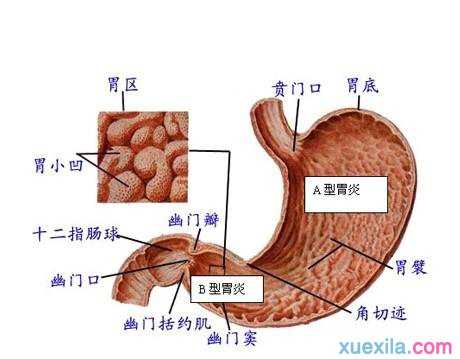 肠胃炎吃什么_治疗肠胃炎的食物