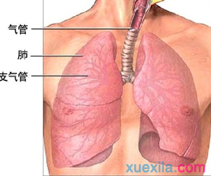 支气管炎干咳吃什么药_支气管炎干咳宜吃的药