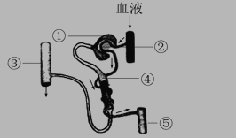 初二上册生物第四单元第十一章测试试卷