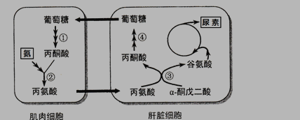 高一上册生物第二章检测试卷