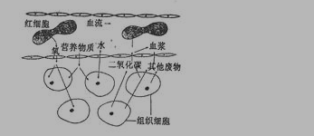 初二上册生物《人体内物质的运输》测试试题