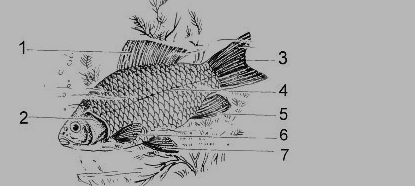 初二上册生物《水中生活的动物》测试试题