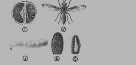 初二上册生物《动物的发育》练习试题