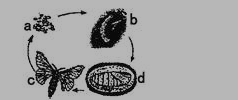 初二上册生物《动物的发育》练习试题