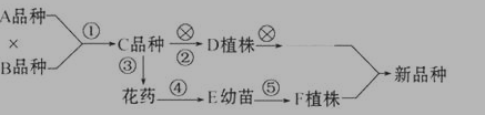 高二生物必修3染色体变异测试试题