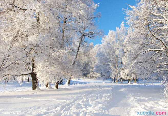 六年级写冬天雪景的作文_有关冬天雪景的六年级作文