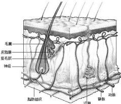 第二章观察生物测试题 观察生物测试题答案