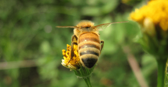 蜜蜂的发声器官是什么
