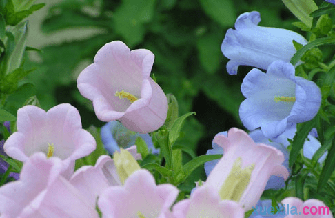 风铃草的花语是什么