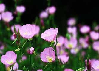 花卉种植技术有什么_花卉种植有什么方法