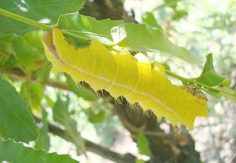 七年级生物上导学案答案