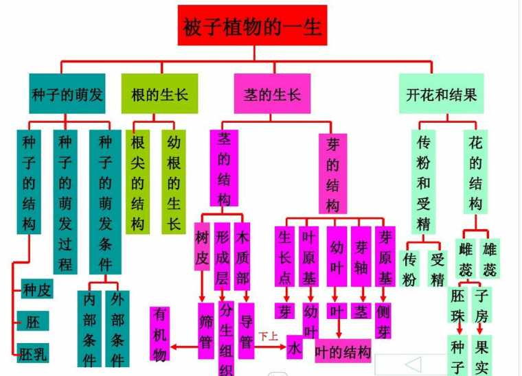 七年级生物上册知识网络图