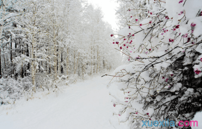 《沁园春·雪》反思范文