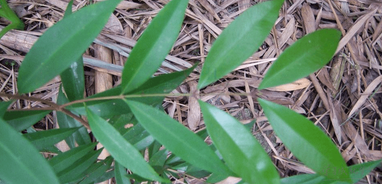 红鳞蒲桃花语是什么