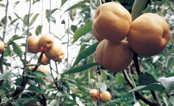 黄花梨种植方法是什么